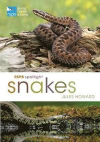 bokomslag RSPB Spotlight Snakes