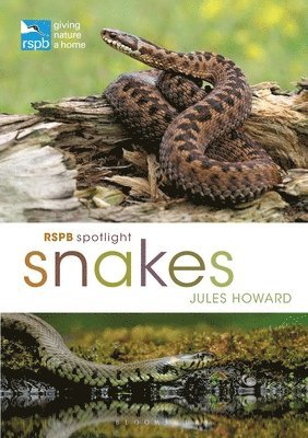 bokomslag RSPB Spotlight Snakes