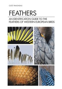 bokomslag Feathers