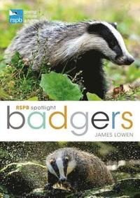 bokomslag RSPB Spotlight: Badgers