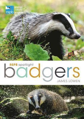 James Lowen - Rspb Spotlight: Badgers, Häftad