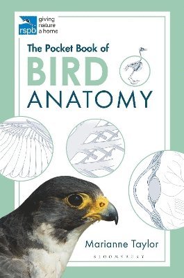 The Pocket Book of Bird Anatomy 1