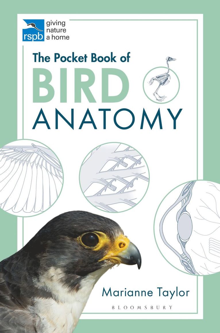 Marianne Taylor - Pocket Book of Bird Anatomy, Häftad