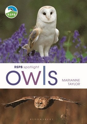 Marianne Taylor - RSPB Spotlight Owls, Häftad