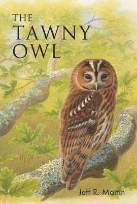 Tawny Owl 1