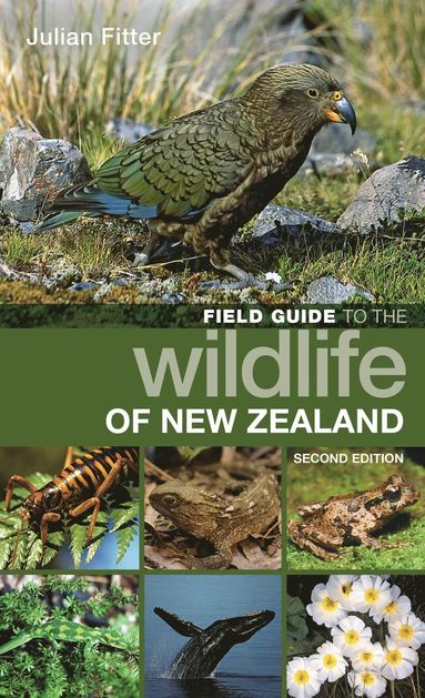 bokomslag Field Guide to the Wildlife of New Zealand