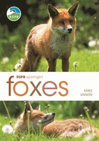bokomslag RSPB Spotlight: Foxes