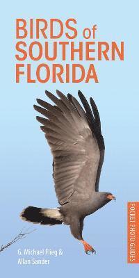 bokomslag Birds of Southern Florida