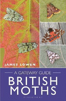 British Moths 1