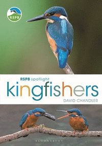 bokomslag RSPB Spotlight Kingfishers