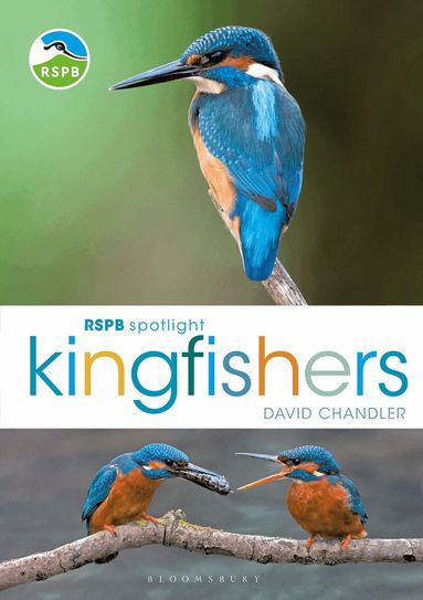 David Chandler - RSPB Spotlight Kingfishers, Häftad