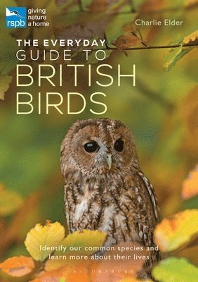The Everyday Guide to British Birds: Identify Our Common Species and Learn More about Their Lives