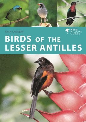 bokomslag Birds of the Lesser Antilles