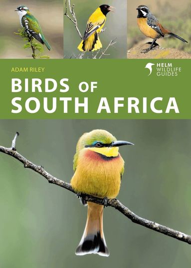 Adam Riley - Birds of South Africa, Häftad