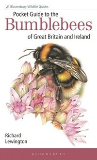 bokomslag Pocket Guide to the Bumblebees of Great Britain and Ireland