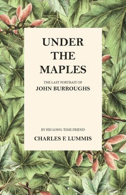 bokomslag Under the Maples - The Last Portrait of John Burroughs