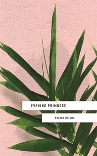 bokomslag Evening Primrose: a heart-wrenching novel for our times