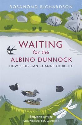 Waiting for the Albino Dunnock 1