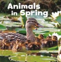 bokomslag Animals in Spring