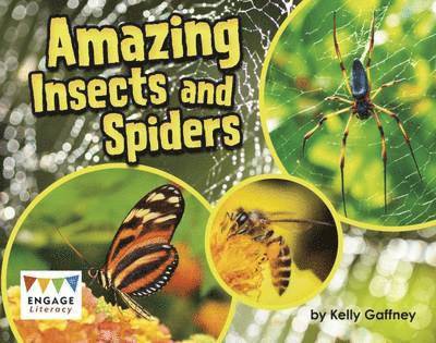 Kelly Gaffney - Amazing Insects and Spiders, Häftad