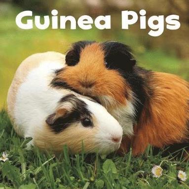 bokomslag Guinea Pigs