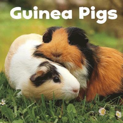 Guinea Pigs 1