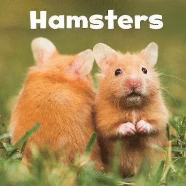 bokomslag Hamsters