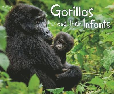 Gorillas and Their Infants 1