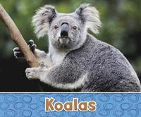 bokomslag Koalas