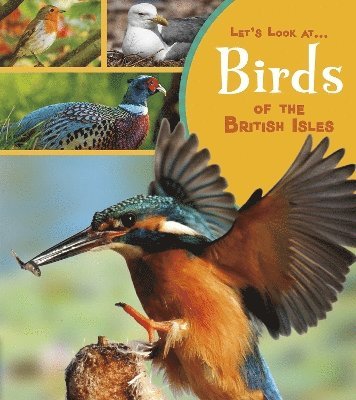 Birds of the British Isles 1