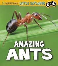 bokomslag Amazing Ants