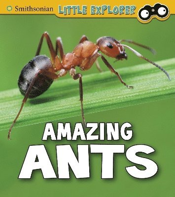 Amazing Ants 1