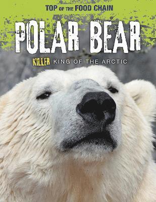 Polar Bear 1