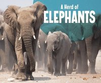 bokomslag A Herd of Elephants
