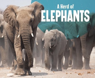 A Herd of Elephants 1