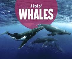 bokomslag A Pod of Whales