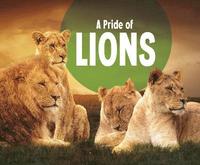 bokomslag A Pride of Lions
