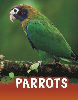 bokomslag Parrots