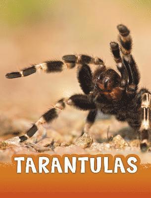 bokomslag Tarantulas