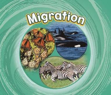 bokomslag Migration