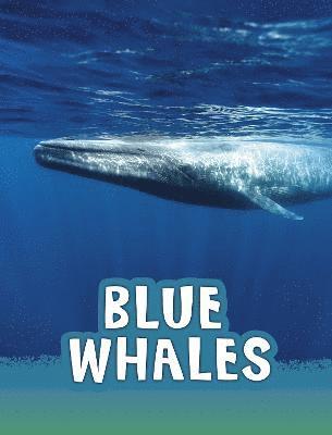 Blue Whales 1