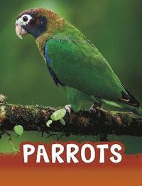 bokomslag Parrots