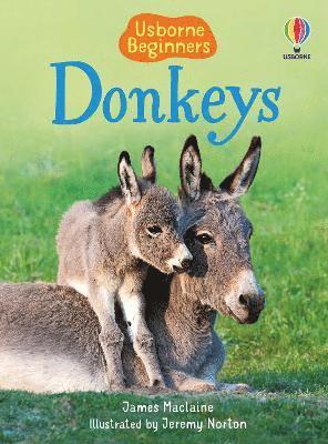 bokomslag Donkeys