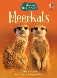 bokomslag Meerkats