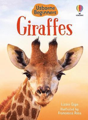 Giraffes 1