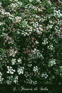 Henrietta Louisa Lear - S. Francis De Sales: Bishop And Prince Of Geneva, Häftad