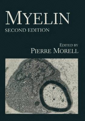 Myelin 1