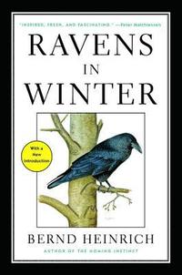bokomslag Ravens in Winter