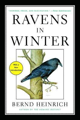 Ravens In Winter 1