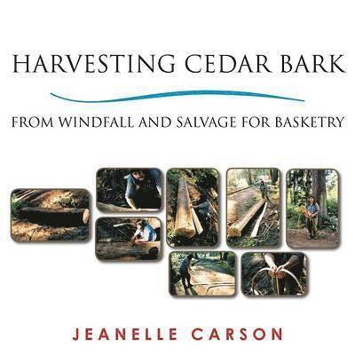 Harvesting Cedar Bark 1